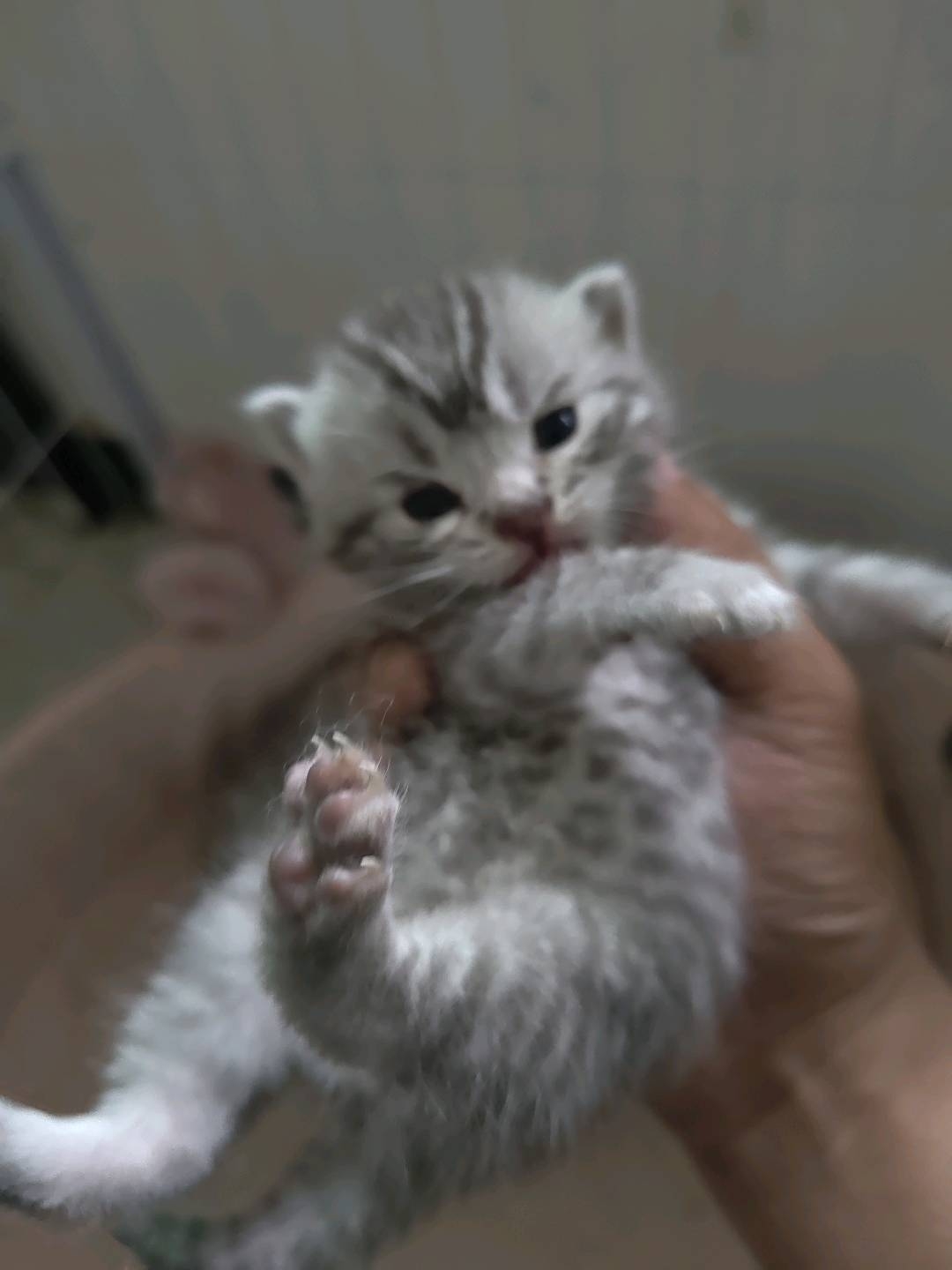 虎斑蓝猫串串